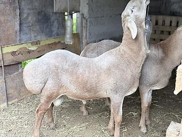 Животные: Продаю | Баран (самец) | Арашан — 1