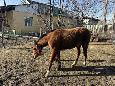 куры гриз бар: 9 месяцев Молодая - Масть: рыжая с темной гривой и хвостом - — 2