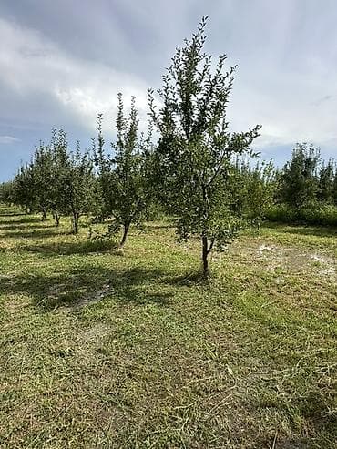 Кыймылсыз мүлк: 500 соток, Айыл чарба үчүн — 4