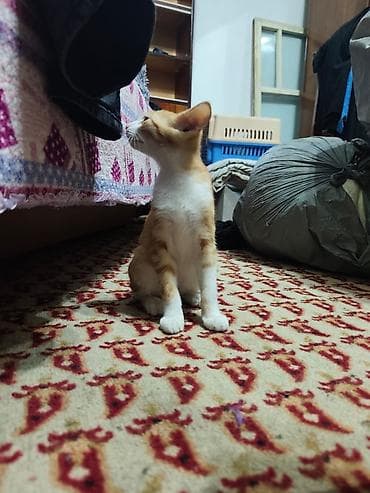 d cat: КОТЁНОК БЕЛЕНЬКИЙ ДЕВОЧКА 2,5 МЕСЯЦА. Котята домашние — 4