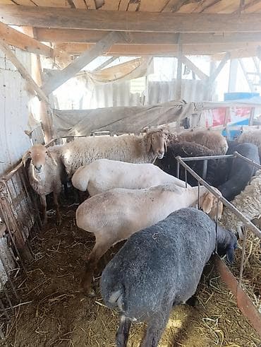 машынка для стрижки овец: Продаю | Овца (самка) | Полукровка | Для разведения | Матка — 5