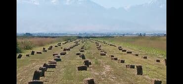 бир: Сено в тюках (прямоугольные кипы). - Заготовка с ровных лугов — 3