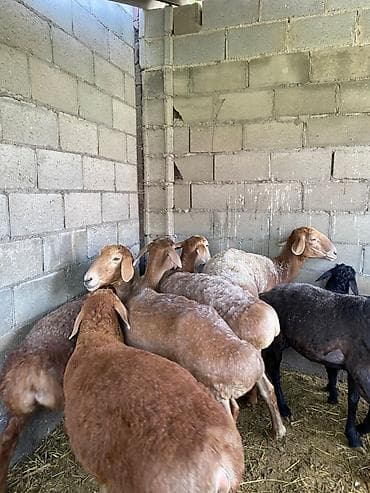 собака овчарки: Продаю | Овца (самка), Ягненок | Гиссарская, Арашан | На забой, Для разведения | Ярка — 5