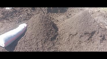 Сатылат оптом 5000мин баары сатылат.жуктоп беребиз.Плодородный at lalafo.kg Сатылат оптом 5000мин баары сатылат.жуктоп беребиз.Плодородный