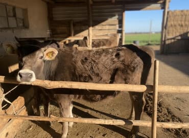 в добрые руки собаку: Продаю | Корова (самка) | На откорм | Привязанные — 1