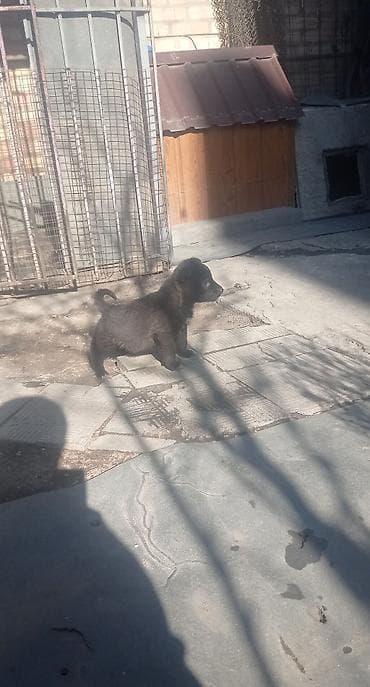 як собака: Отдам в добрые рукиверный и надёжный другдевочкакушает — 4