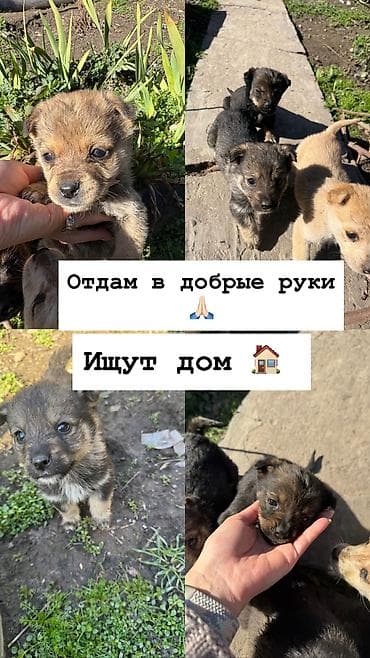 Собака даром: 1 месяц, Самка