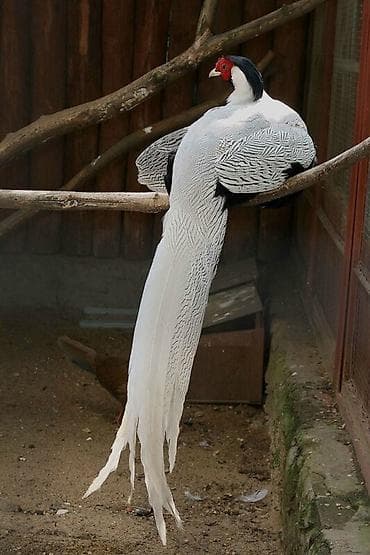 пиён гул: Серебряный фазан (Lophura nycthemera) — декоративная птица для частных — 1