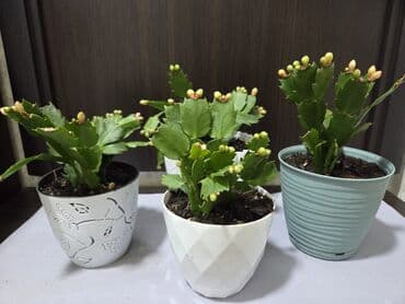 алоэ гулу жонундо маалымат: Шлюмбергера (декабрист, рождественский кактус) в горшке. - — 19