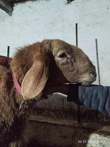 Аквариумдар: Сатам | Кочкор (эркек) | Арашан | Көбөйтүү үчүн | Асыл тукумдуу — 4