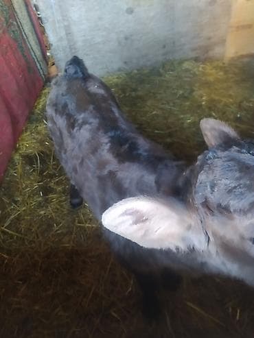 бык производитель: Продаю | Музоо, торпок | На откорм | Племенные — 1