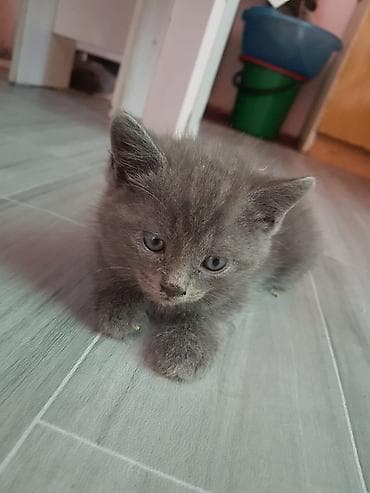 овчарка шенок: Шотландские котята, окрас сплошной серый (blue). На выбор — малыши с — 4