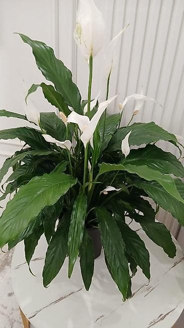 Комнатные растения: Спатифиллум (Spathiphyllum), крупный куст с цветением - Эффектное — 2