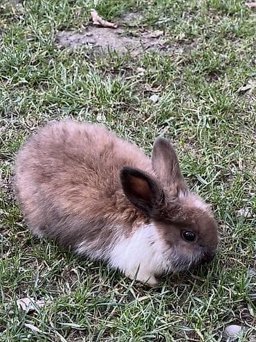 формы декоративного камня: Декоративные кролики (длинношёрстные, тип львиноголовый/карликовый) — 6