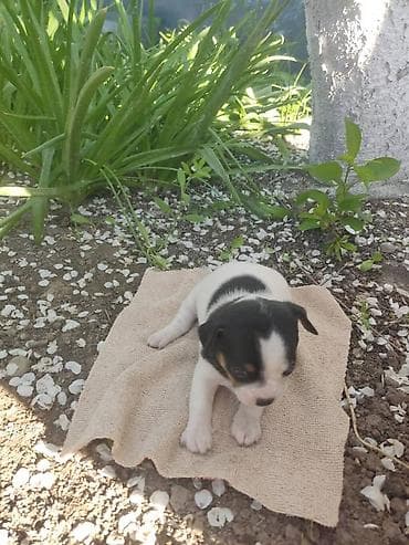 каракол собаки: Чихуахуа, 1 айлык, Ургаачы, Эмделген — 5