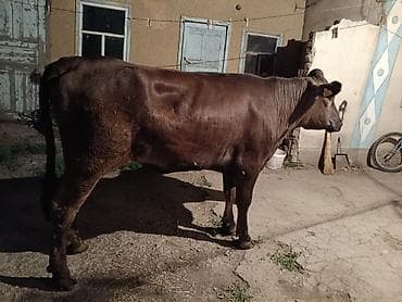 собака золотистый ретривер: Продаю | Бык (самец) | На откорм | Привязанные — 5