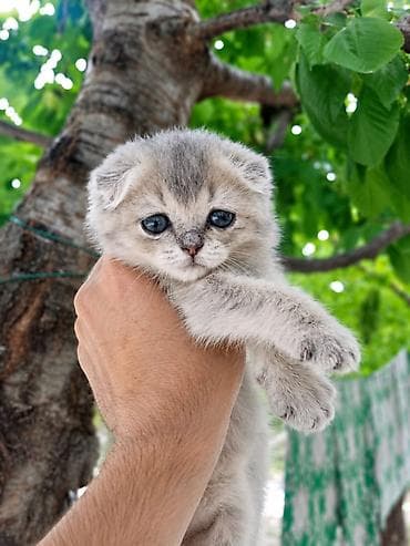 Мышыктар: Скотиш Фолд (Шотландиялык шалпаң кулак), 2 айлык, Ургаачы, Лотокко барууга үйрөтүлгөн — 1