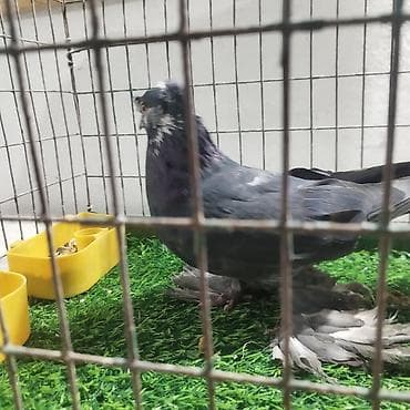собака пекинес: Продаю домашних игровых голубей, двухчубый самец с игрой, сизый самец — 3