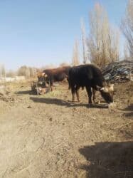 номер приюта для животных бишкек: Продаю | Бык (самец) | На откорм, На забой — 7