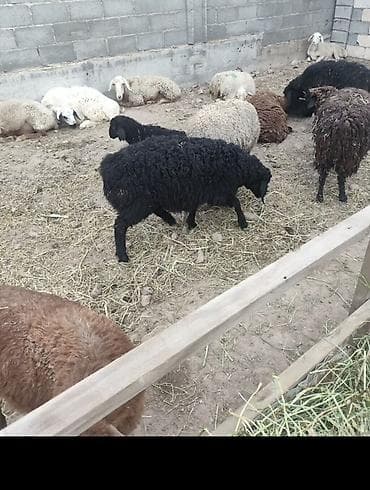 Продаю | Овца (самка) | Для разведения | Матка at lalafo.kg Продаю | Овца (самка) | Для разведения | Матка