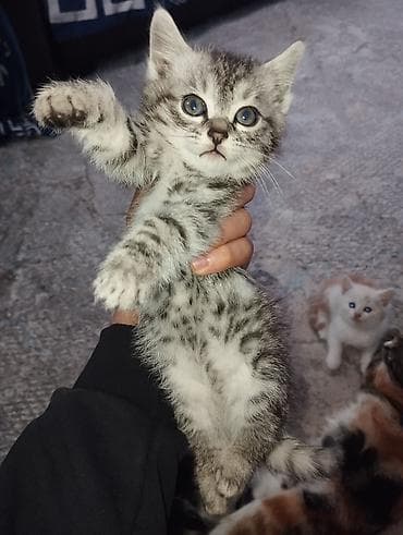 котята бесплатно: Кошка даром: Беспородная, Мальчик — 3