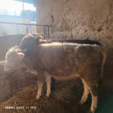 дом животных: Продаю | Бык (самец), Музоо, торпок | На откорм | Привязанные — 1