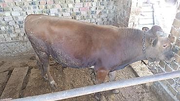 ара цена: Продаю | Бык (самец) — 7
