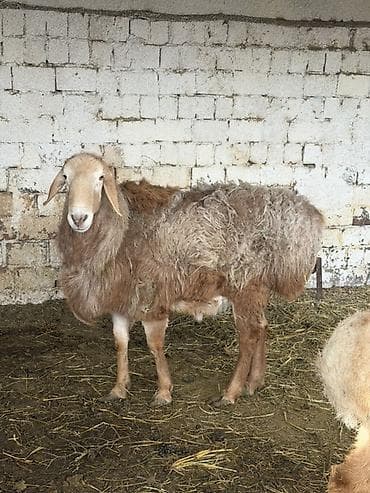 Продаю | Овца (самка) | Для разведения | Матка