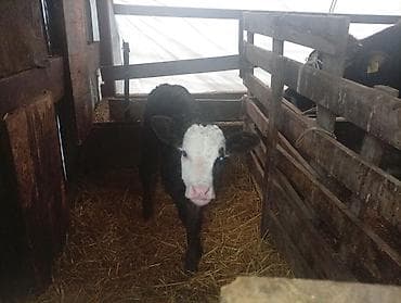 кролик французский баран: Продаю | Тёлка | На откорм — 2