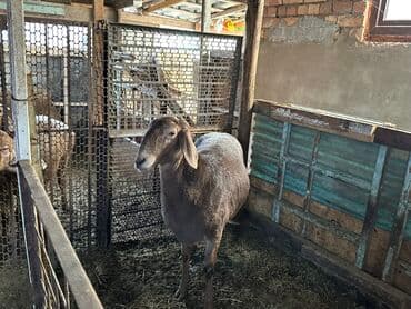 продажа щенков немецкой овчарки в бишкеке с документами: Продаю | Овца (самка) | Для разведения — 1