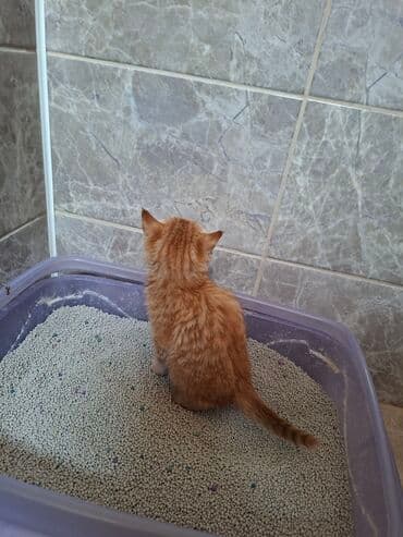 хочу купить кошку: Рыжий котёнок с ярким полосатым окрасом и выразительными глазами — 4