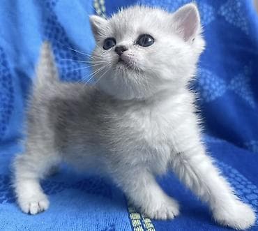 кости: Скотиш Страйт (Шотландская прямоухая), 2 месяца, Мальчик, Серебристая шиншилла, Приучена к лотку — 6