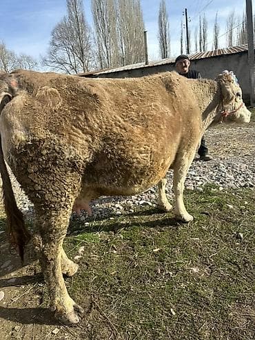 Корма для с/х животных: Продаю | Корова (самка) | Полукровка | Для разведения — 3