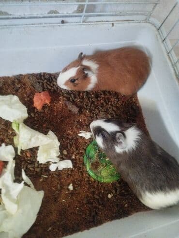 Морские свинки (пара). - Порода: короткошерстные (гладкошёрстные). -