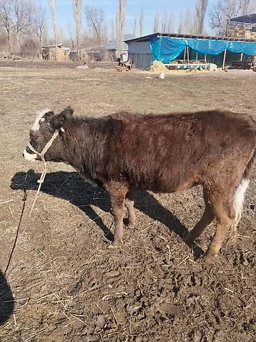 телки швиц: Продаю | Музоо, торпок | На откорм | Привязанные — 3