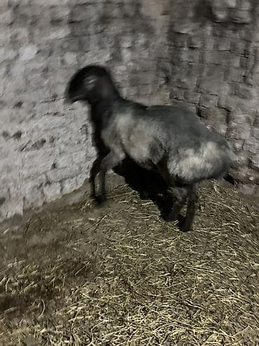 домашние птицы: Продаю | Баран (самец) | Для разведения | Кастрированные — 3