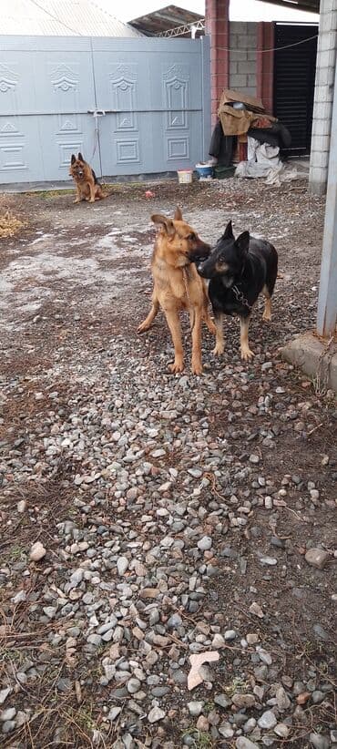 джек рассел терьер купить бишкек: Продаю восточной европейские овчарки самка и кобель по 3,5 года щенок — 4