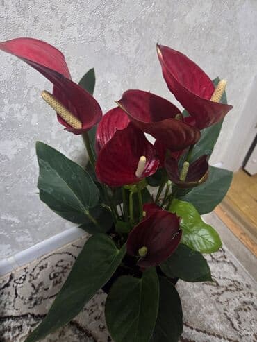 долларовый цветок: Антуриум (Anthurium andreanum) в декоративном горшке - Сорт с — 9