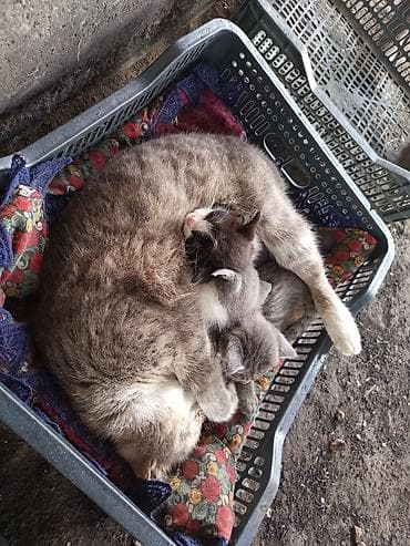бенгалская кошка даром: Котята от домашней кошки Описание: - Семейство котиков: мама кошка с — 2
