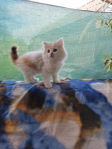 Продажа кошек: Котёнок домашний, пушистый, длинношёрстный. Окрас трёхцветный (белый с — 1