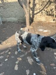 акустические системы triangle elara колонка в виде собак: Дратхаар, 3 месяца, Самец, С прививкой — 2