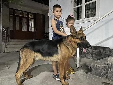машинки для стрижки животных: Немецкая овчарка, 3 года, Самец — 3