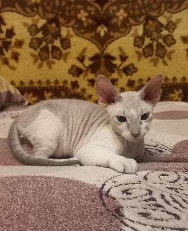 🐾🐈‍⬛ Голубоглазая девочка породы донской сфинкс, готова переехать в