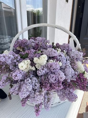 корзина для цветов: Большая цветочная композиция из сирени в белой плетёной корзине. - — 1