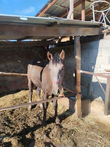 Лошади, кони: Продаю | Жеребенок | Рабочий — 2