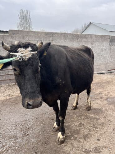 коровы молочной породы купить: Продаю | Корова (самка) | Для молока | Привязанные — 3