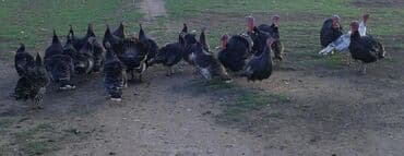 кошка скотиш: Продаю | Индюк (самец) | Для разведения | Племенные — 2