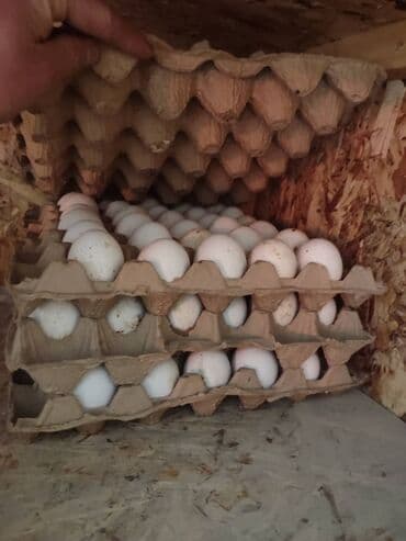 дом для кур: Продаю | Цыплята, Инкубационные яйца | Леггорн | Для разведения, Несушки — 4