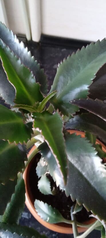 люцерна джеа в кыргызстане: Каланхоэ. Цена зависит от размера растения — 5