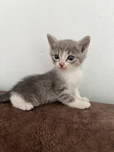 scottish fold: Очаровательные котята-домоседы — короткошёрстные малыши с — 4